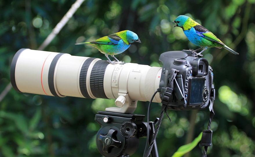 30 Funniest Photos Of Animals Getting Comfortable With Camera Gear