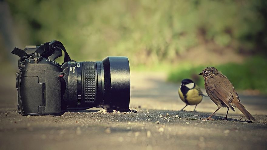 30 Funniest Photos Of Animals Getting Comfortable With Camera Gear