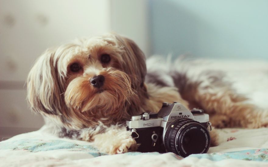 30 Funniest Photos Of Animals Getting Comfortable With Camera Gear