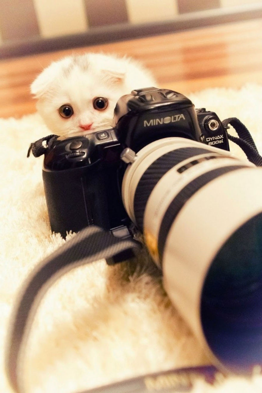 30 Funniest Photos Of Animals Getting Comfortable With Camera Gear