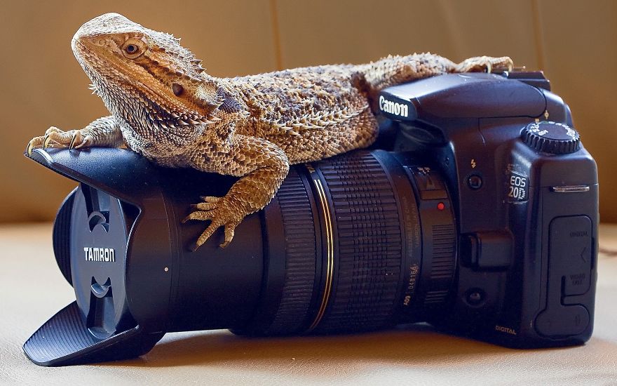 30 Funniest Photos Of Animals Getting Comfortable With Camera Gear