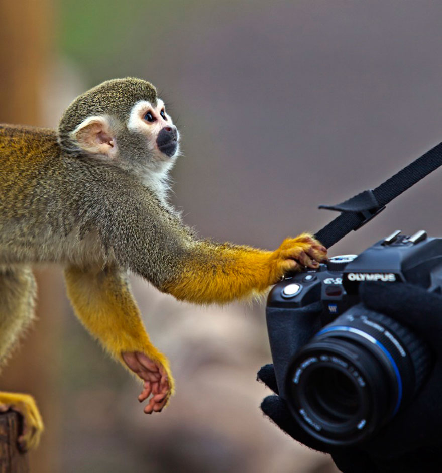 30 Funniest Photos Of Animals Getting Comfortable With Camera Gear