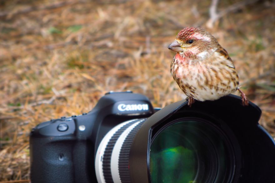 30 Funniest Photos Of Animals Getting Comfortable With Camera Gear