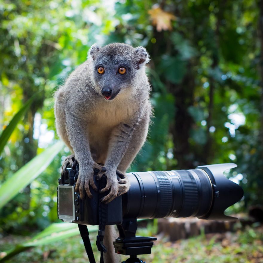 30 Funniest Photos Of Animals Getting Comfortable With Camera Gear