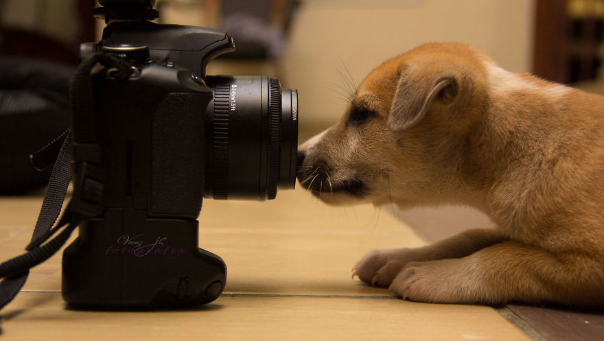 30 Funniest Photos Of Animals Getting Comfortable With Camera Gear