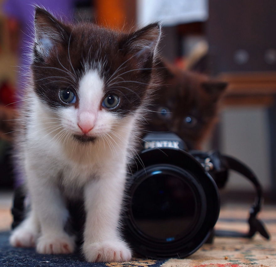 30 Funniest Photos Of Animals Getting Comfortable With Camera Gear