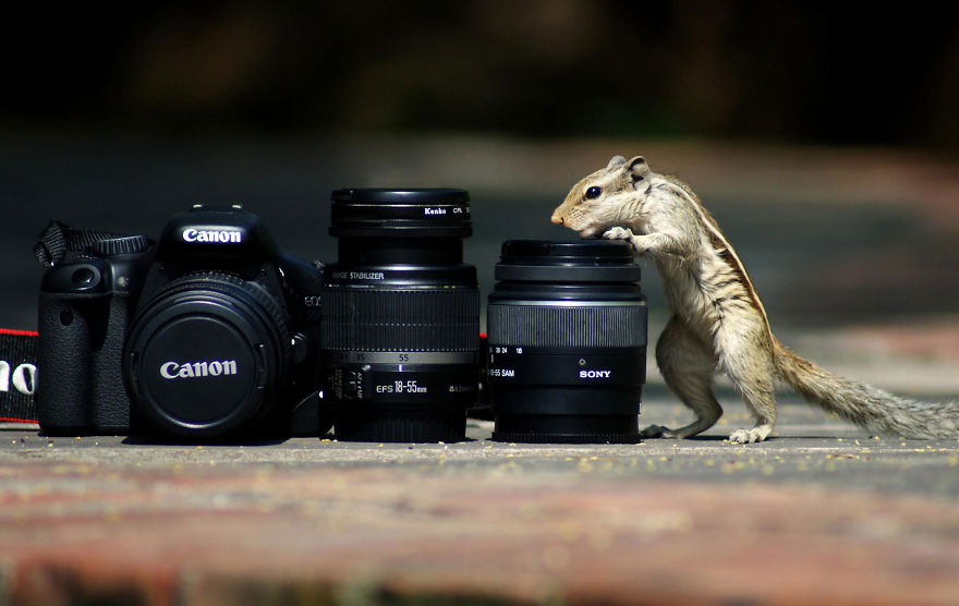 30 Funniest Photos Of Animals Getting Comfortable With Camera Gear