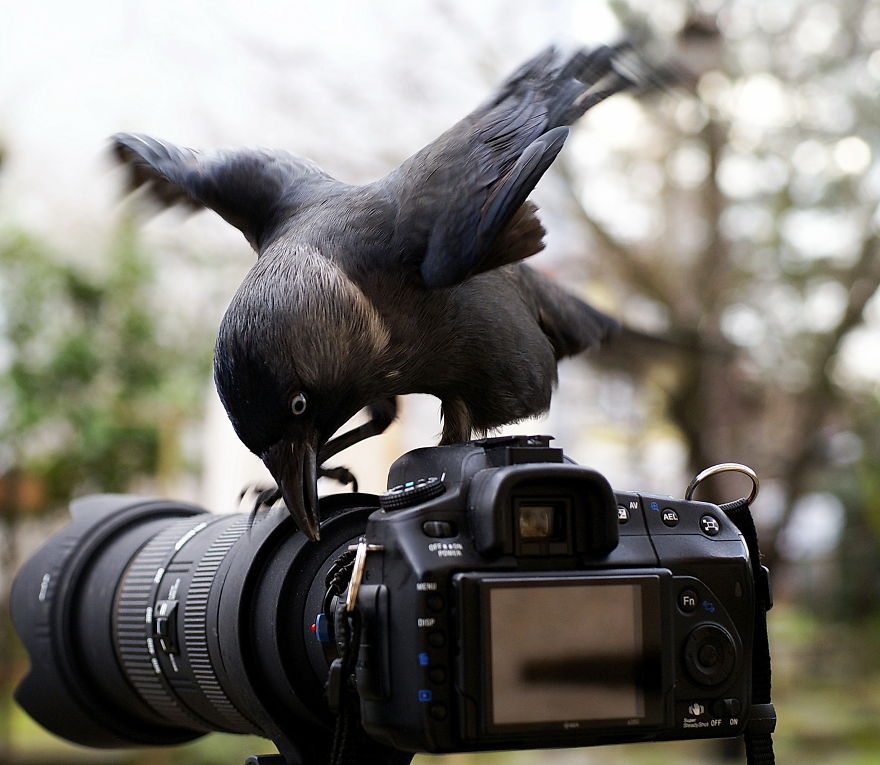 30 Funniest Photos Of Animals Getting Comfortable With Camera Gear