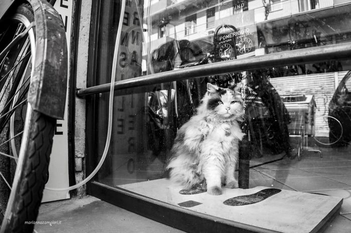 Cats At Work: 30 Photos Of Cats Living In People’s Working Places By Marianna Zampieri