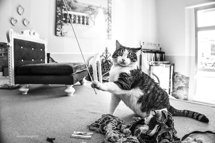 Cats At Work: 30 Photos Of Cats Living In People’s Working Places By Marianna Zampieri