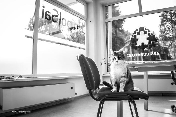 Cats At Work: 30 Photos Of Cats Living In People’s Working Places By Marianna Zampieri