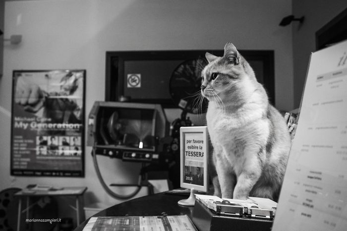 Cats At Work: 30 Photos Of Cats Living In People’s Working Places By Marianna Zampieri