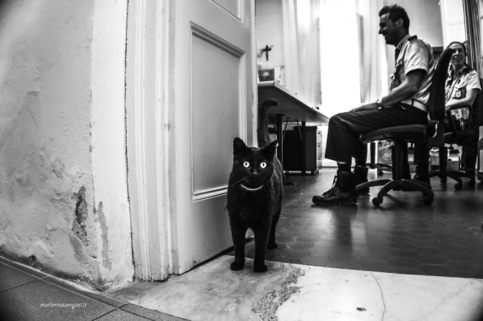 Cats At Work: 30 Photos Of Cats Living In People’s Working Places By Marianna Zampieri