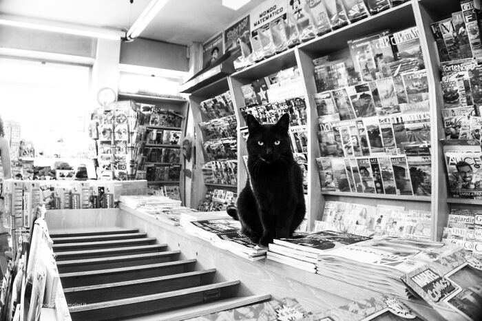 Cats At Work: 30 Photos Of Cats Living In People’s Working Places By Marianna Zampieri