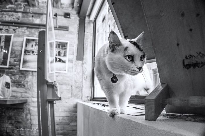 Cats At Work: 30 Photos Of Cats Living In People’s Working Places By Marianna Zampieri