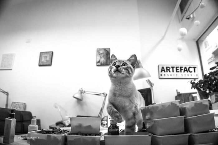 Cats At Work: 30 Photos Of Cats Living In People’s Working Places By Marianna Zampieri