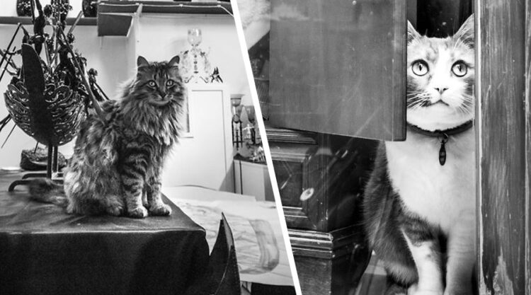 Cats At Work: 30 Photos Of Cats Living In People’s Working Places By Marianna Zampieri