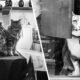 Cats At Work: 30 Photos Of Cats Living In People’s Working Places By Marianna Zampieri