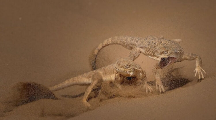 The Best 27 Winning Photos Of Close-Up Photographer Of The Year 2021