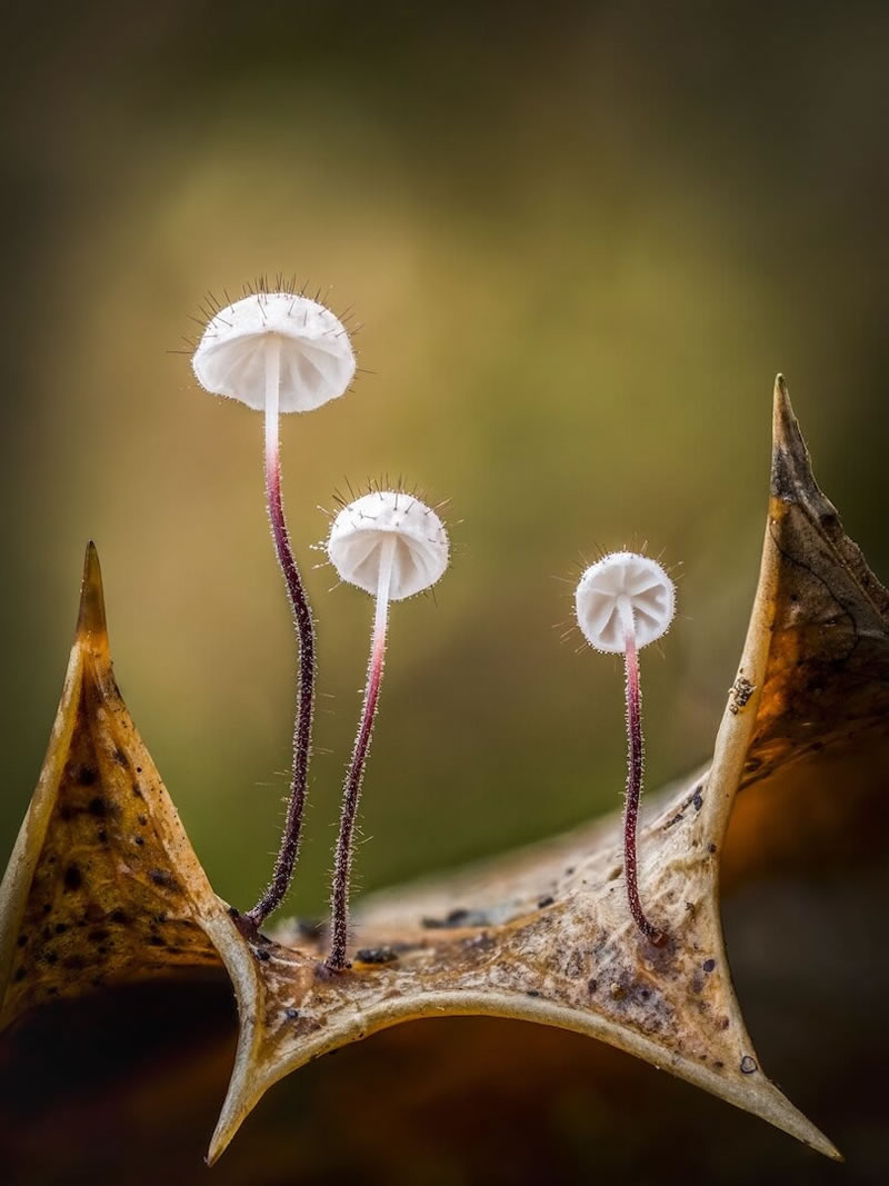 The Best 27 Winning Photos Of Close-Up Photographer Of The Year 2021