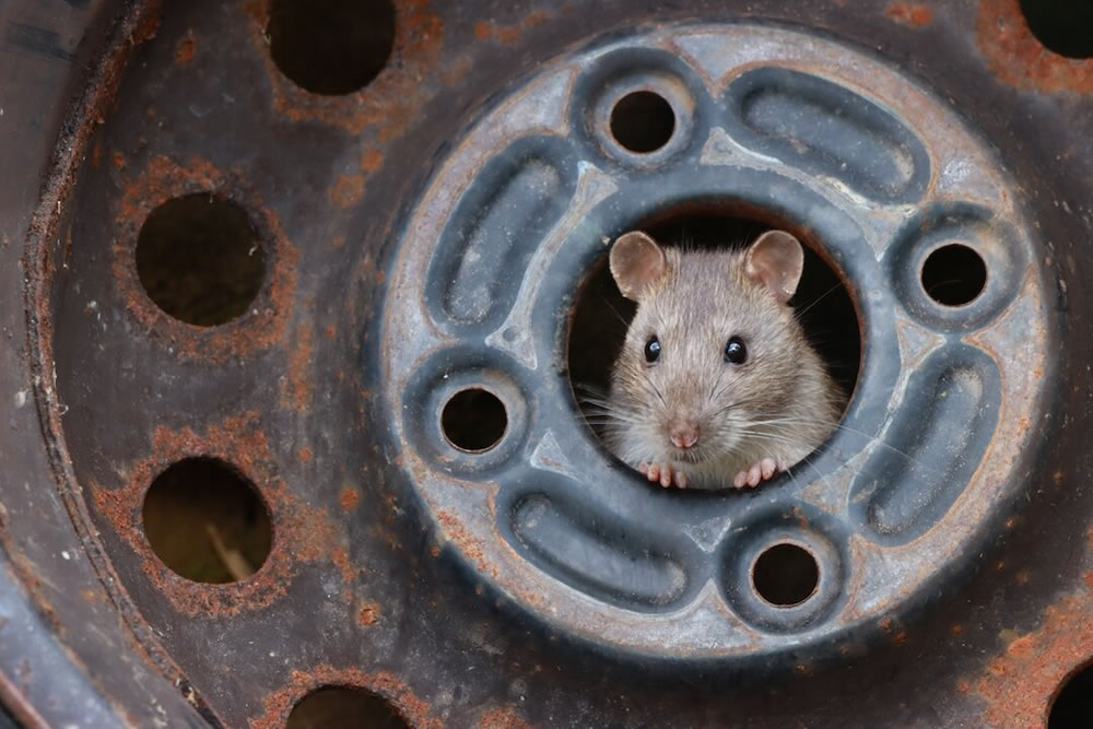 The Best 27 Winning Photos Of Close-Up Photographer Of The Year 2021