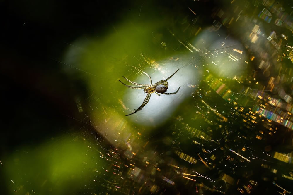 The Best 27 Winning Photos Of Close-Up Photographer Of The Year 2021