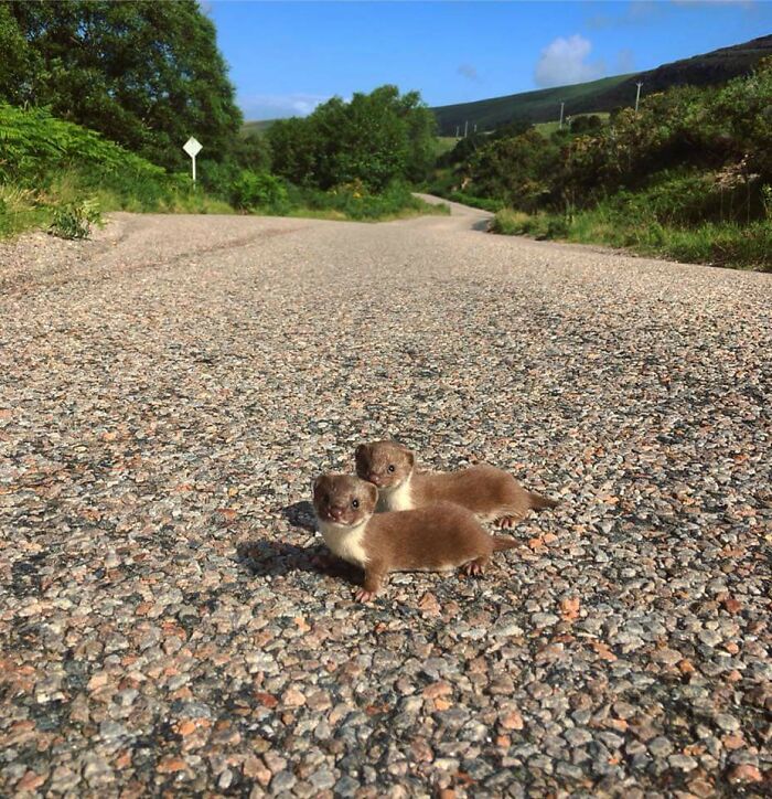 50 Cutest Animals People Spotted And Just Had To Take A Pic Of Them