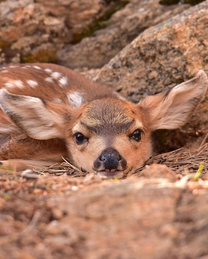 50 Cutest Animals People Spotted And Just Had To Take A Pic Of Them