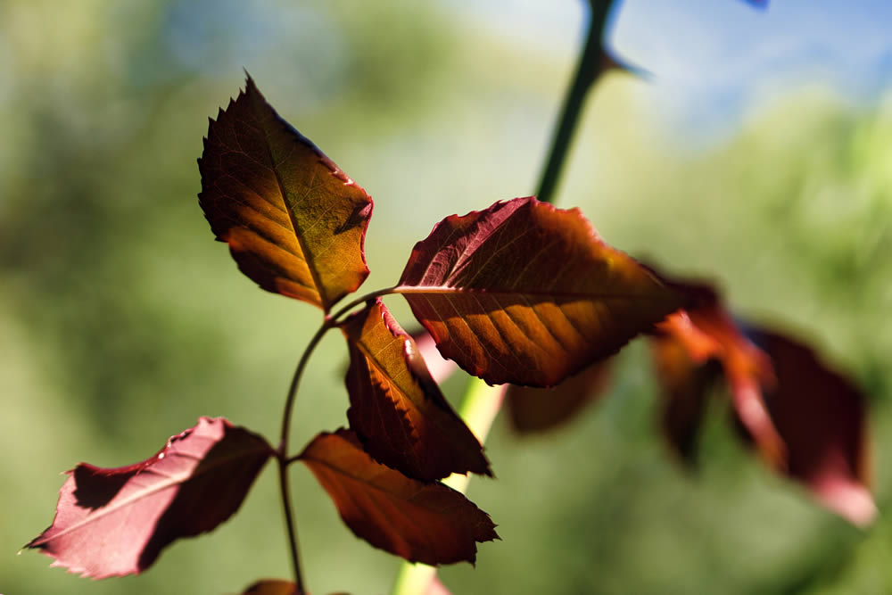 GuruShots Winning Images From The Autumn Is Here Challenge