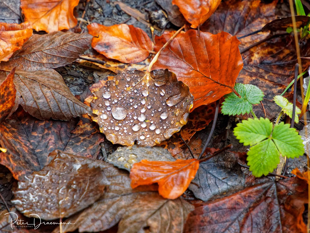 GuruShots Winning Images From The Autumn Is Here Challenge