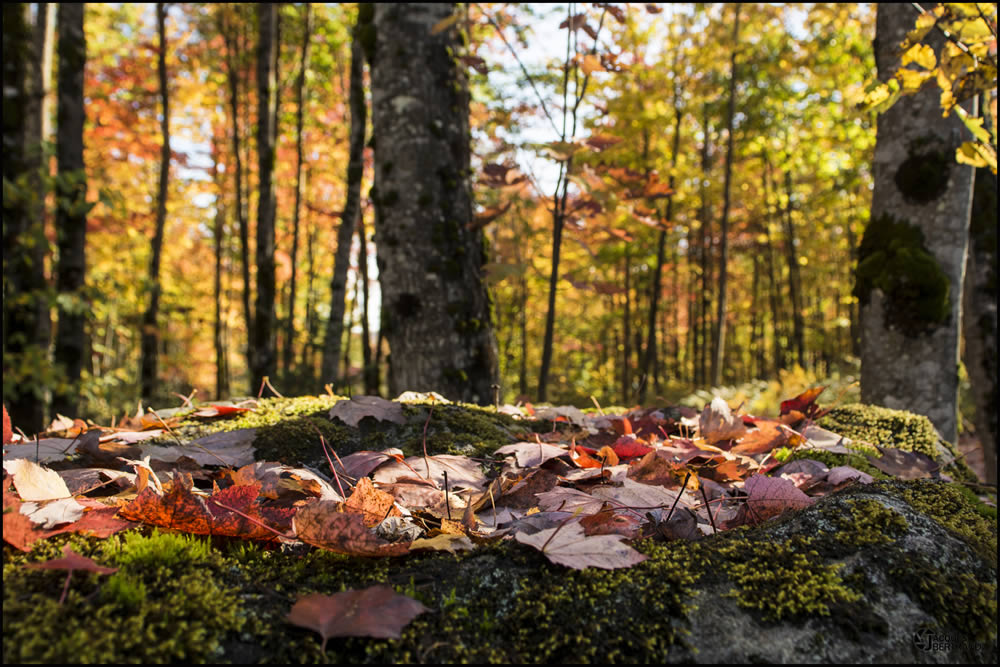 GuruShots Winning Images From The Autumn Is Here Challenge