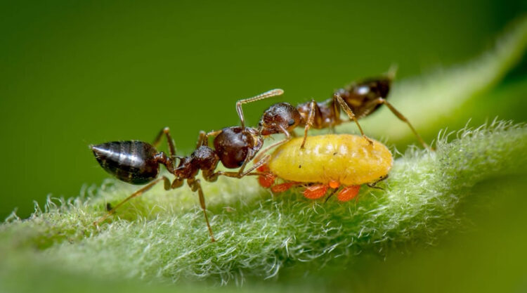 Royal Society Of Biology Photography Competition 2021 Winners