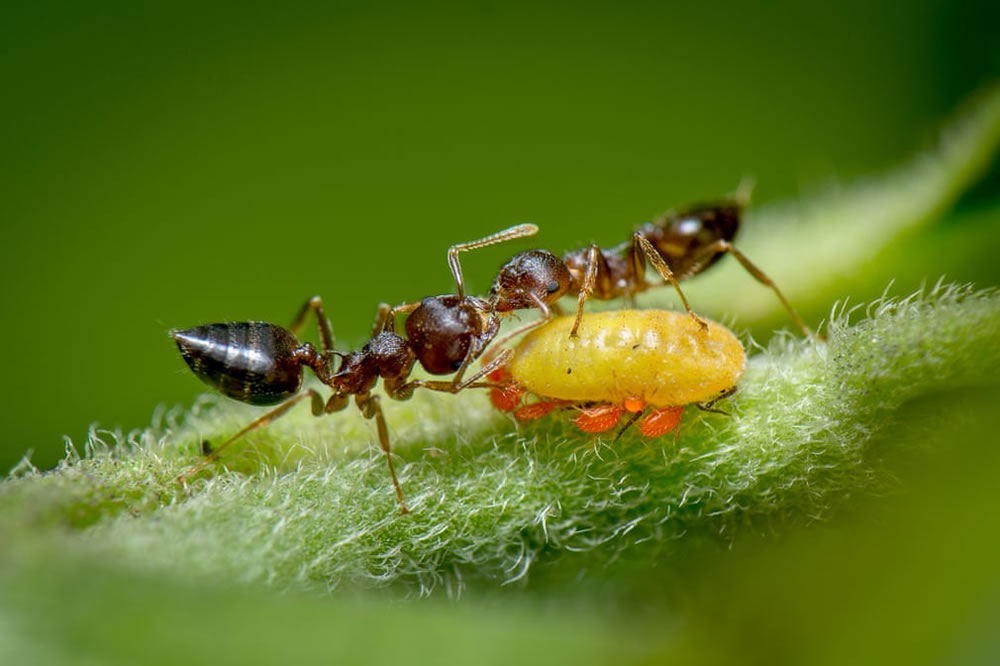 Royal Society Of Biology Photography Competition 2021 Winners