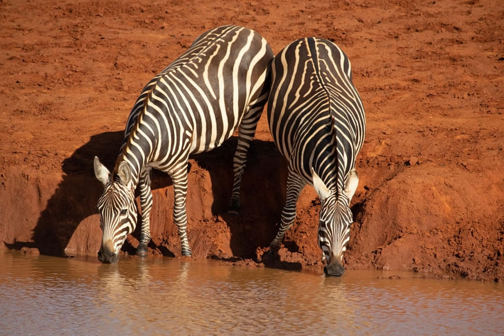 Royal Society Of Biology Photography Competition 2021 Winners