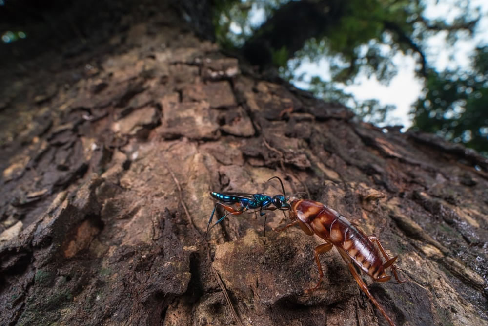 Royal Society Of Biology Photography Competition 2021 Winners