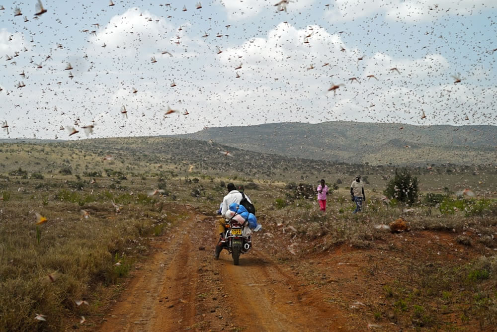 Royal Society Of Biology Photography Competition 2021 Winners