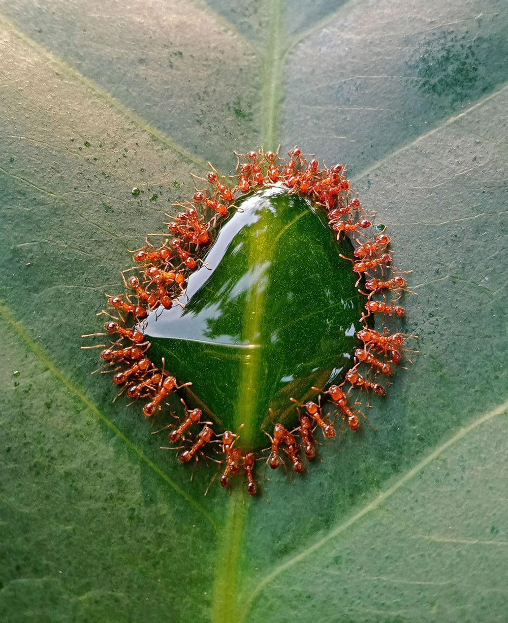 Royal Society Of Biology Photography Competition 2021 Winners