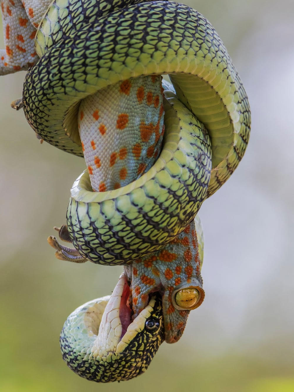 Royal Society Of Biology Photography Competition 2021 Winners