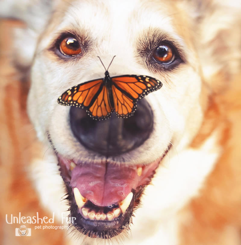 I Photograph Senior Dogs To Preserve Their Memories In Honor Of My Own Dogs That Passed Away