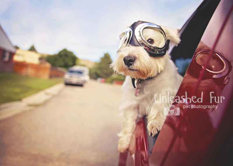 I Photograph Senior Dogs To Preserve Their Memories In Honor Of My Own Dogs That Passed Away