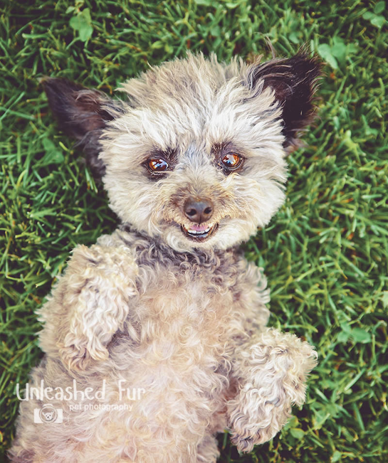 I Photograph Senior Dogs To Preserve Their Memories In Honor Of My Own Dogs That Passed Away