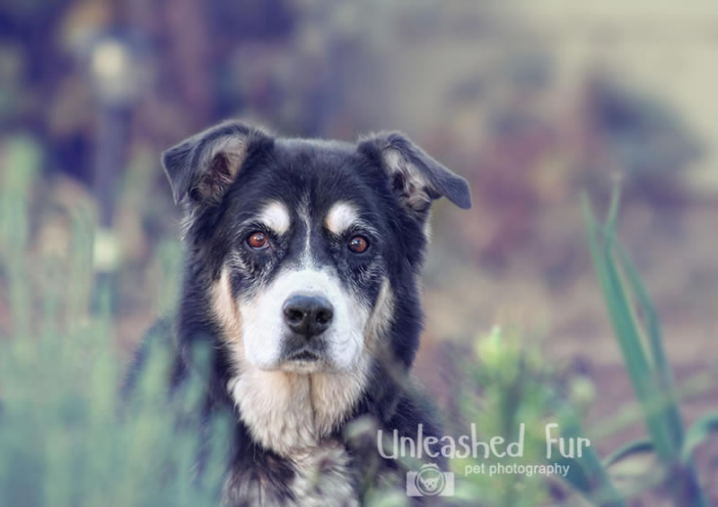 I Photograph Senior Dogs To Preserve Their Memories In Honor Of My Own Dogs That Passed Away