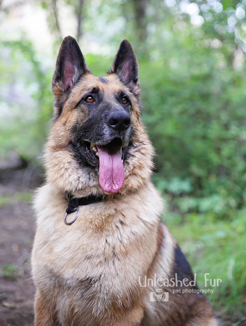 I Photograph Senior Dogs To Preserve Their Memories In Honor Of My Own Dogs That Passed Away