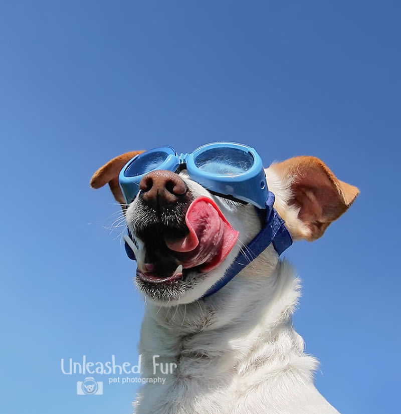 I Photograph Senior Dogs To Preserve Their Memories In Honor Of My Own Dogs That Passed Away