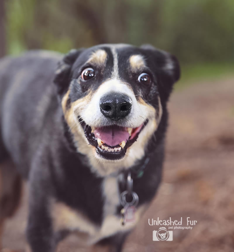 I Photograph Senior Dogs To Preserve Their Memories In Honor Of My Own Dogs That Passed Away