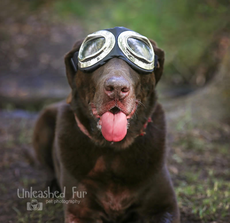 I Photograph Senior Dogs To Preserve Their Memories In Honor Of My Own Dogs That Passed Away