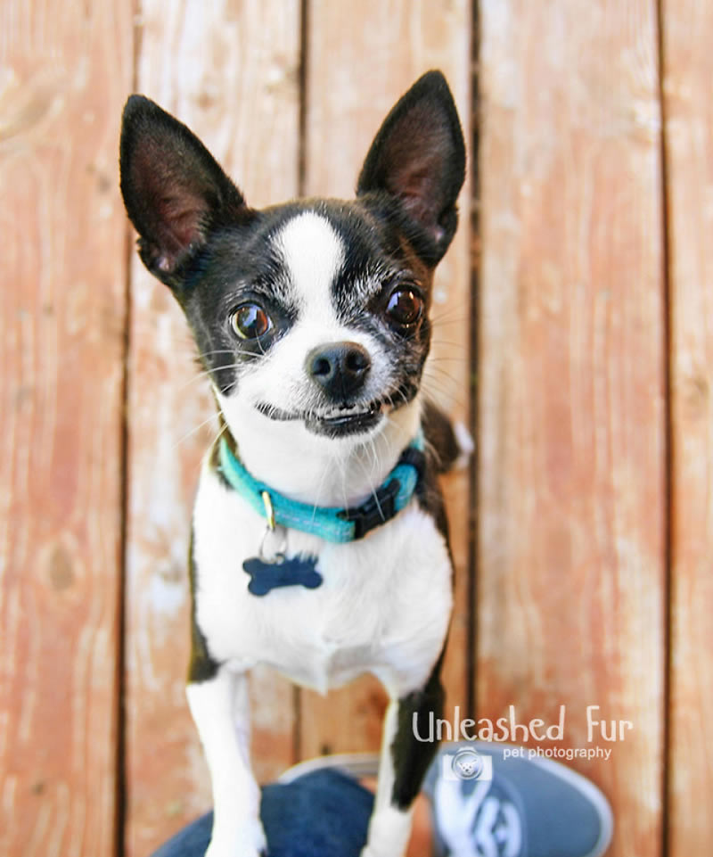 I Photograph Senior Dogs To Preserve Their Memories In Honor Of My Own Dogs That Passed Away