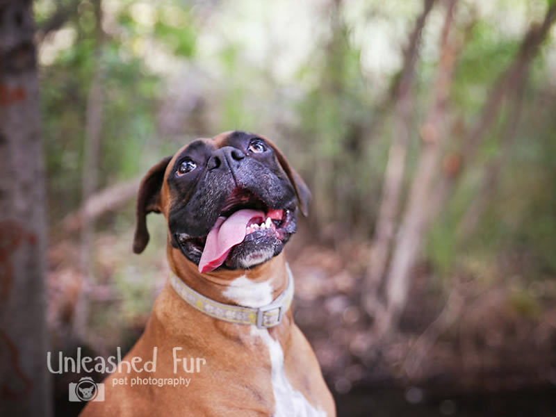 I Photograph Senior Dogs To Preserve Their Memories In Honor Of My Own Dogs That Passed Away