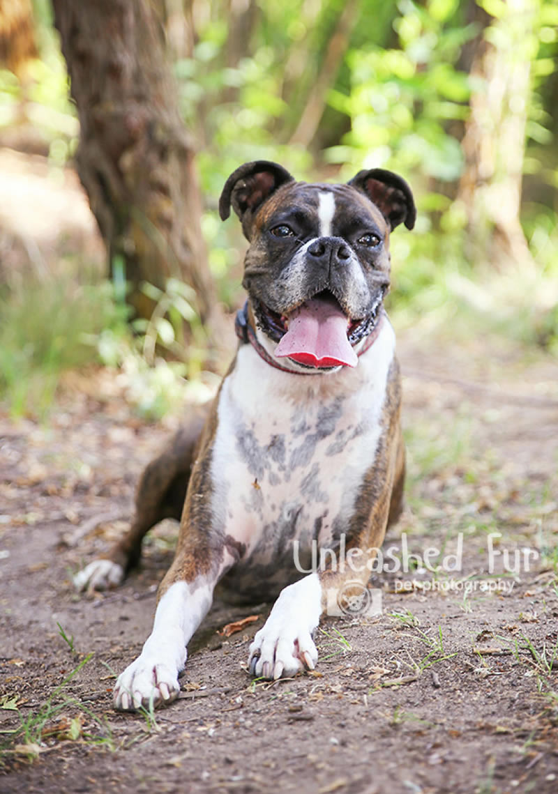 I Photograph Senior Dogs To Preserve Their Memories In Honor Of My Own Dogs That Passed Away