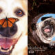 I Photograph Senior Dogs To Preserve Their Memories In Honor Of My Own Dogs That Passed Away